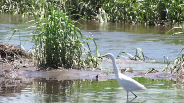 Aigrette neigeuse - ML264122191