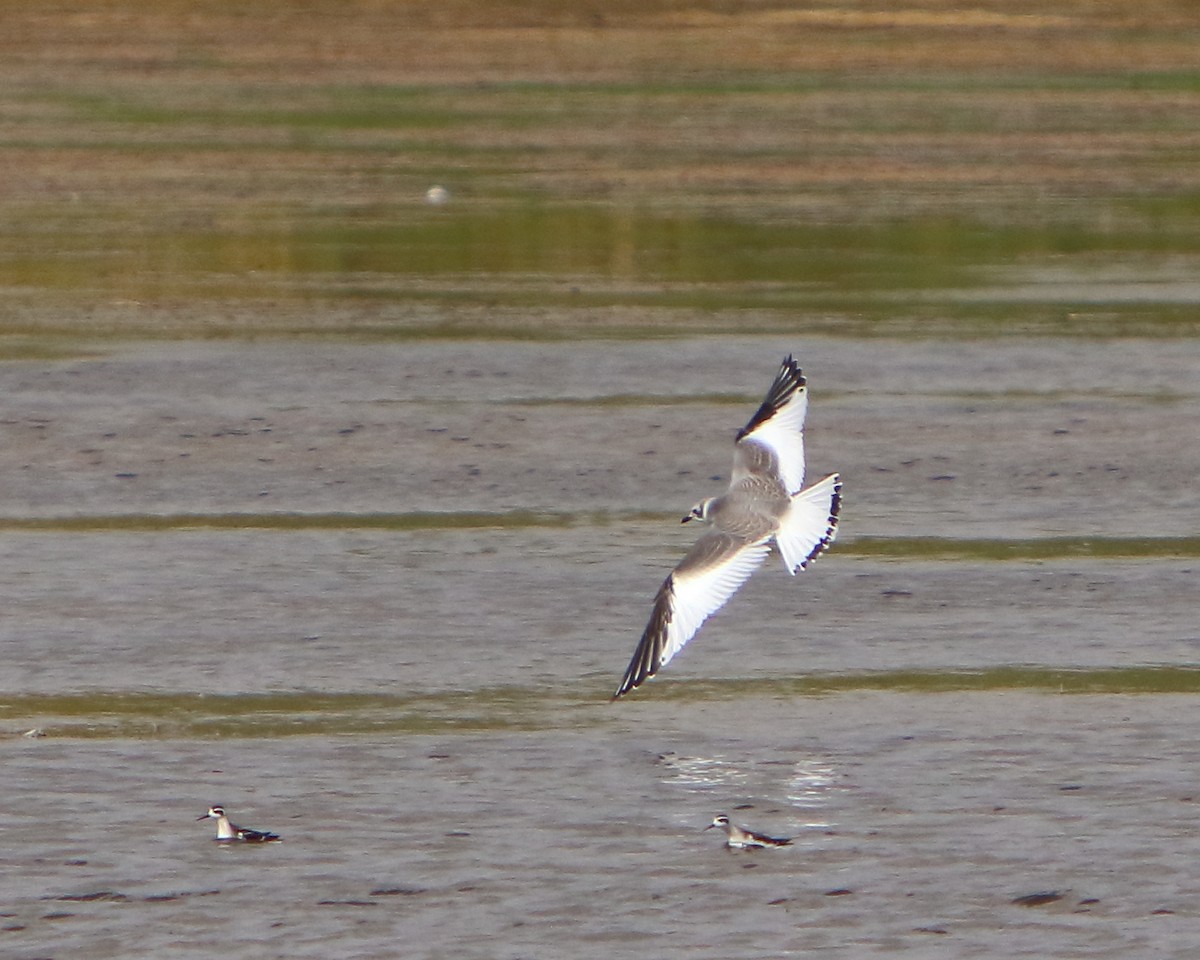 Sabine's Gull - Cullen Clark