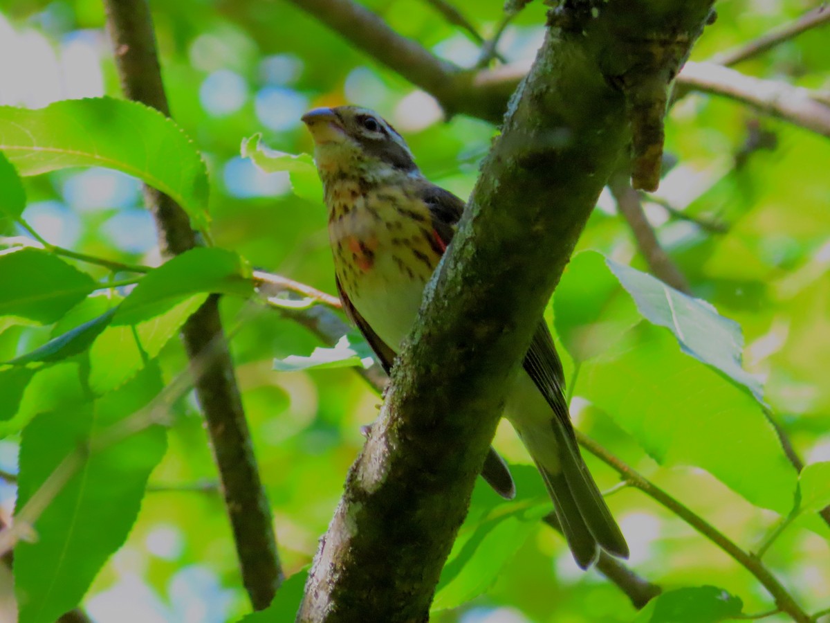 Rose-breasted Grosbeak - Johanne Simard