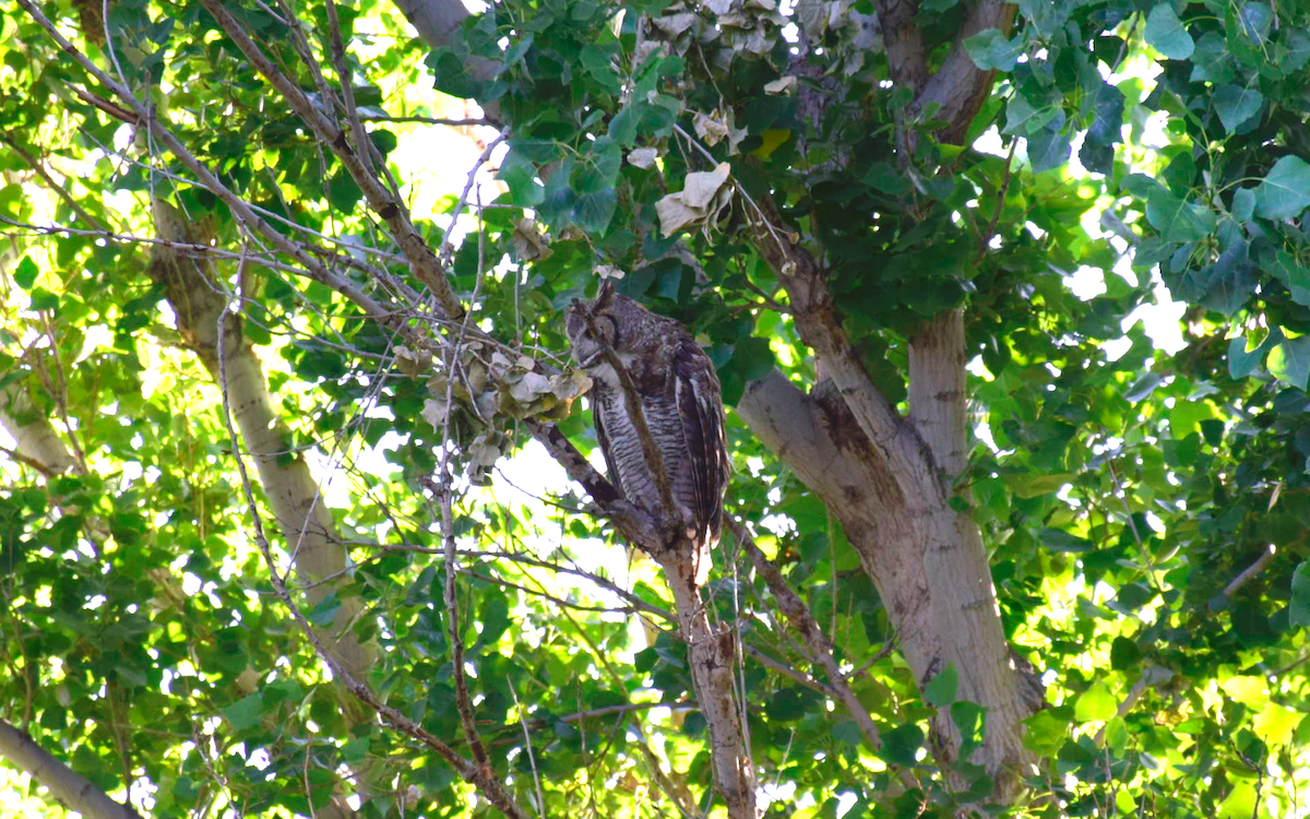 Great Horned Owl - ML264124291