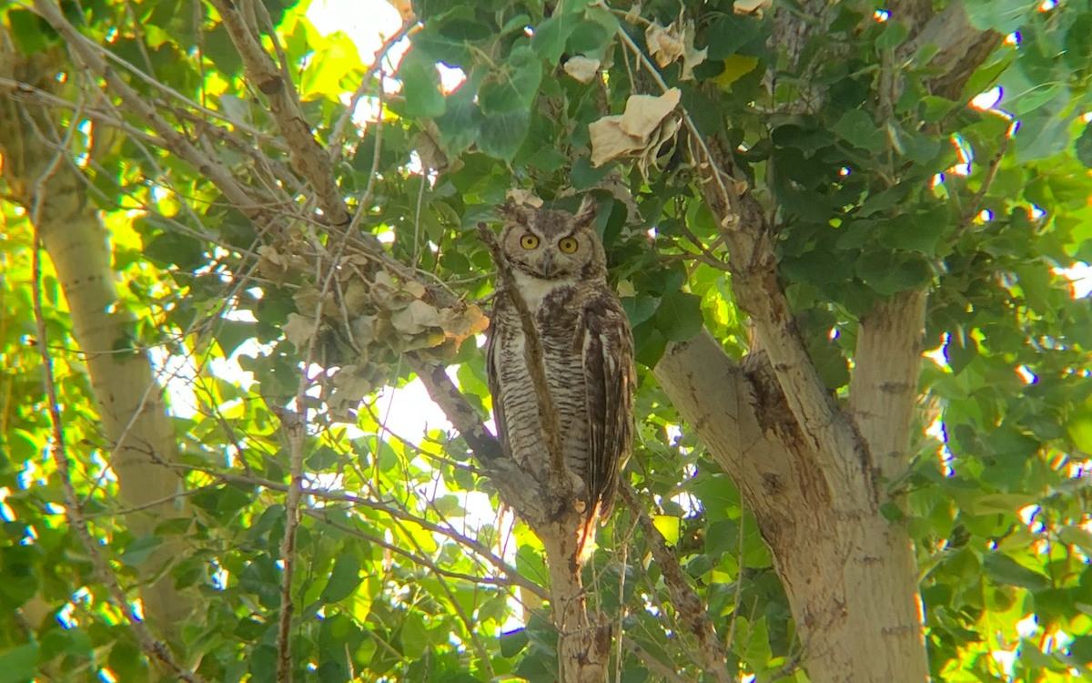 Great Horned Owl - ML264124381