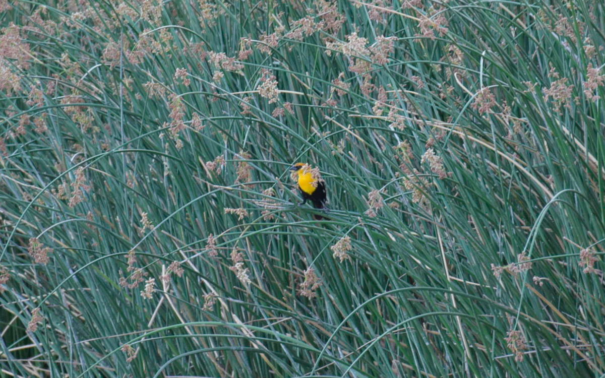 Yellow-headed Blackbird - ML264124461