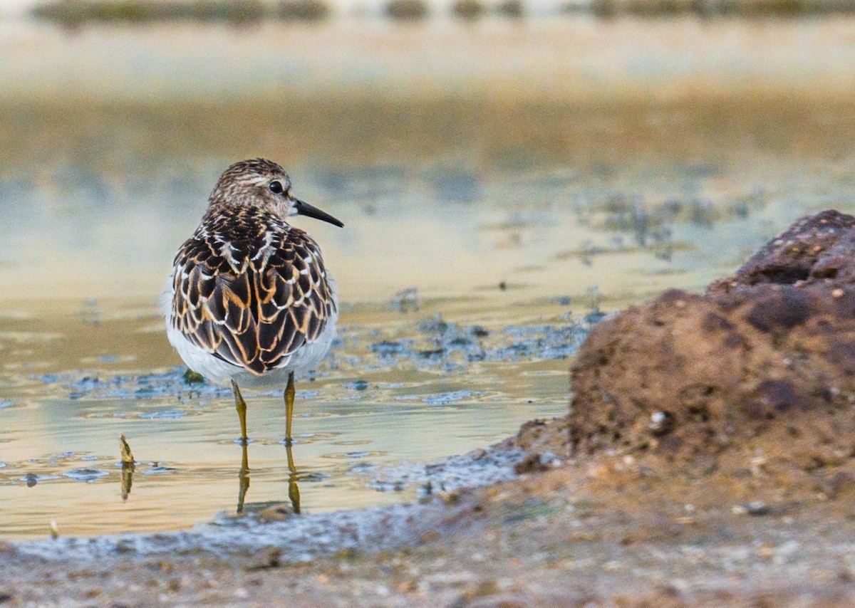pygmésnipe - ML264126961