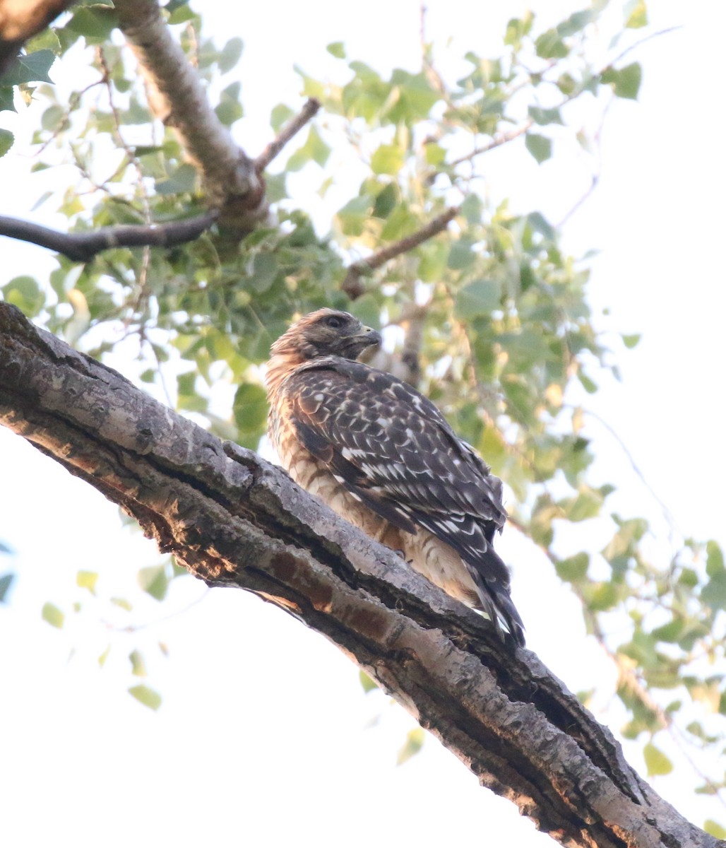 Red-shouldered Hawk - ML264127241