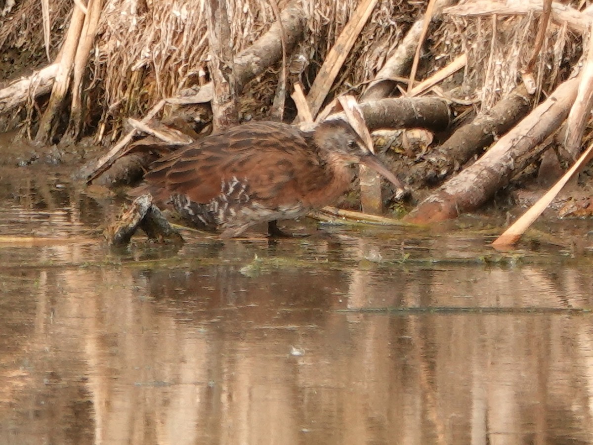 Virginia Rail - Liz Soria