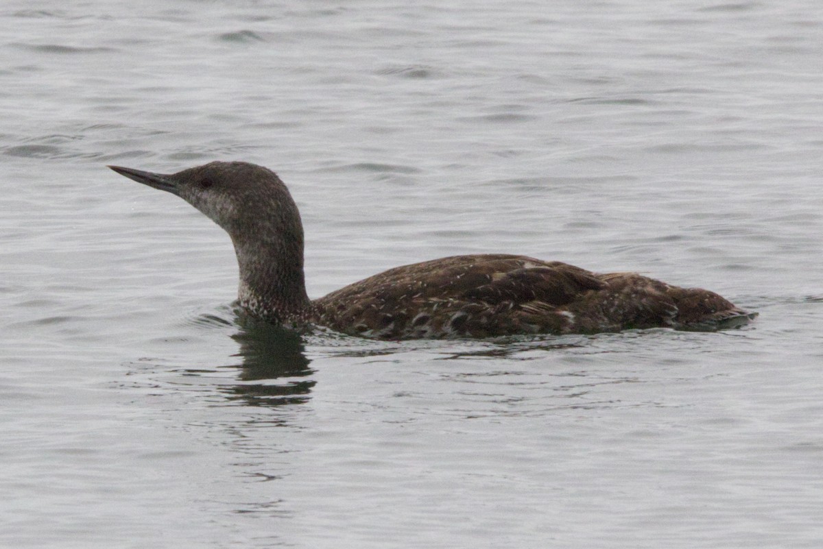 Red-throated Loon - ML264128081