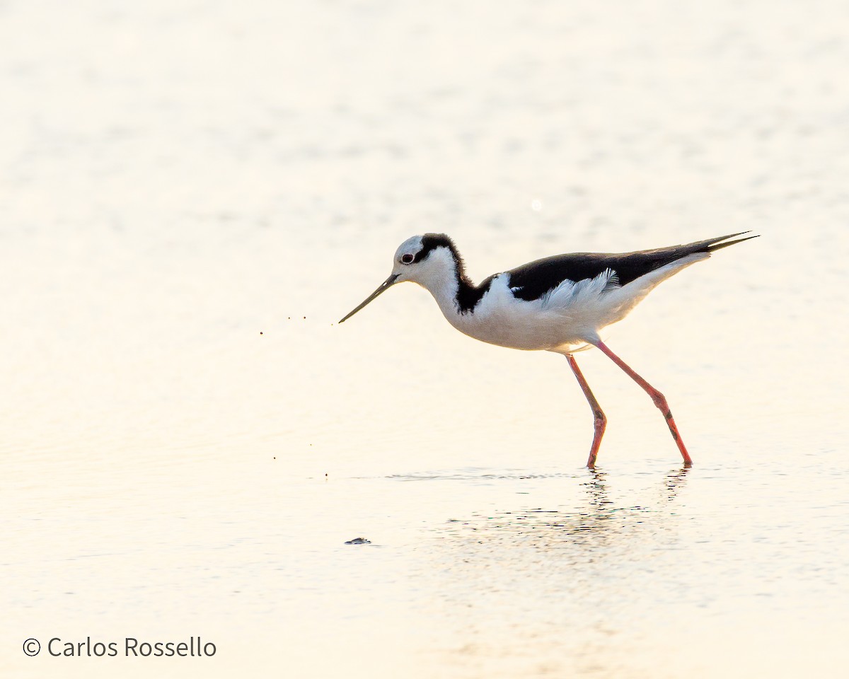 Black-necked Stilt - ML264129461