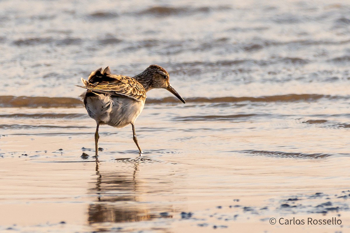 Pectoral Sandpiper - Carlos Rossello