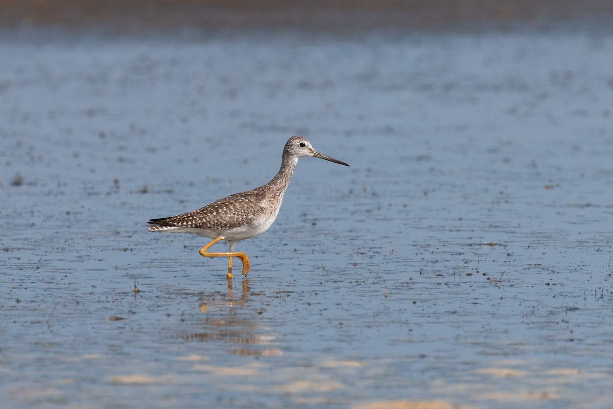 Greater Yellowlegs - Connor Cochrane