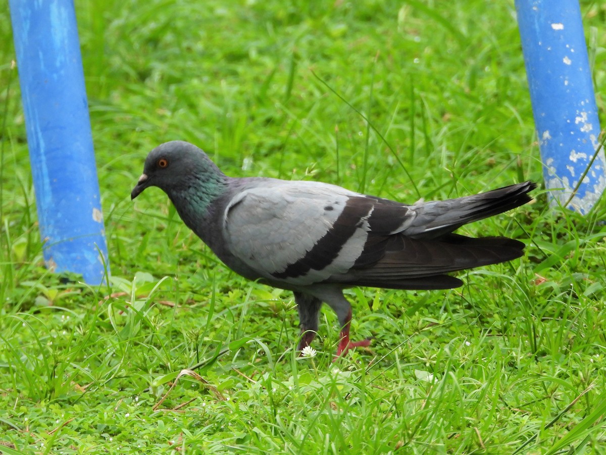 Rock Pigeon (Feral Pigeon) - Ben Weil