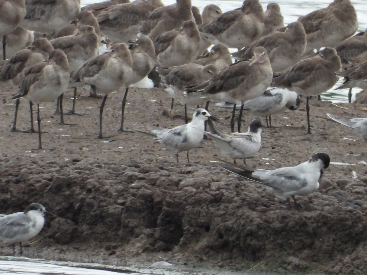 White-winged Tern - ML264133521