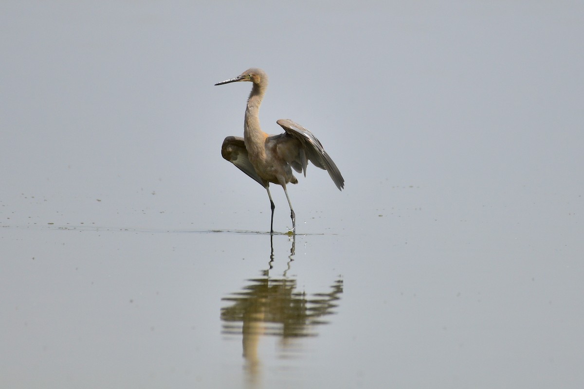 Reddish Egret - James McCall