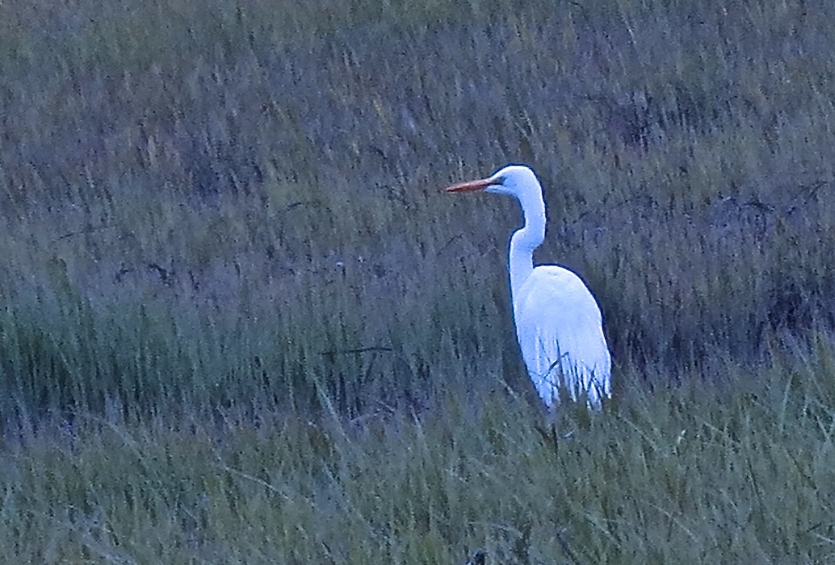 egretthegre (egretta) - ML26413721