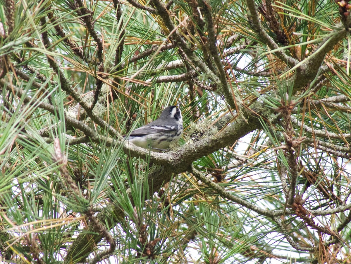 Black-throated Gray Warbler - ML264141051