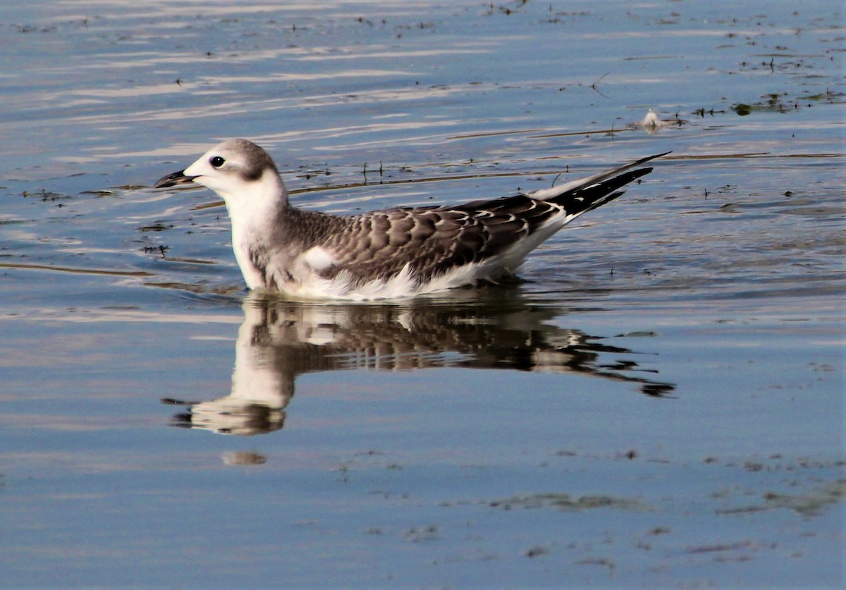 Sabine's Gull - ML264141331