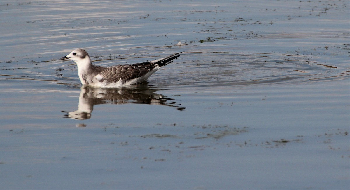 Sabine's Gull - ML264141341