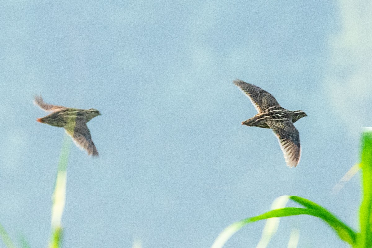 Rain Quail - Vivek Saggar