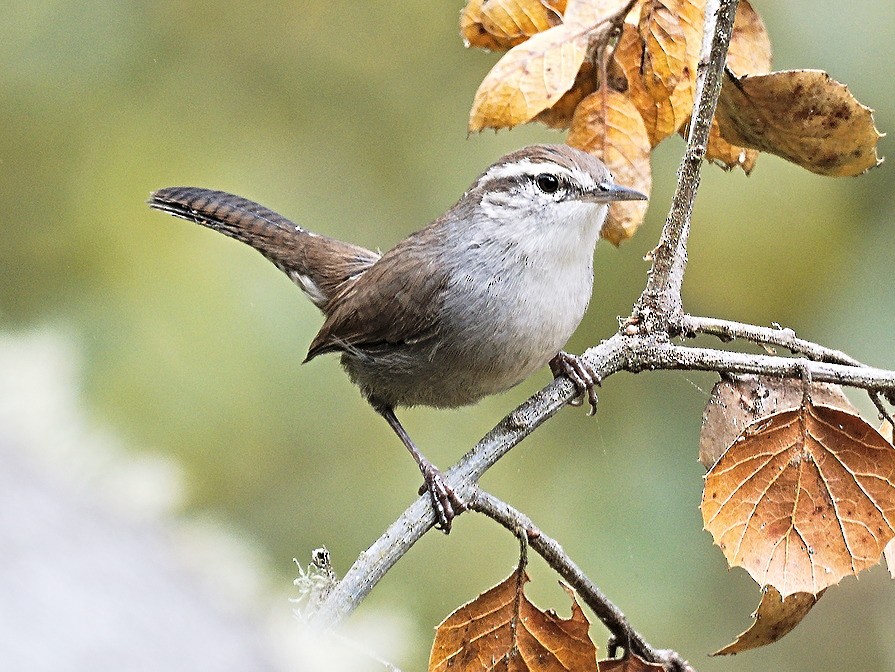 Bewick's Wren (spilurus Group) - Michael Rieser