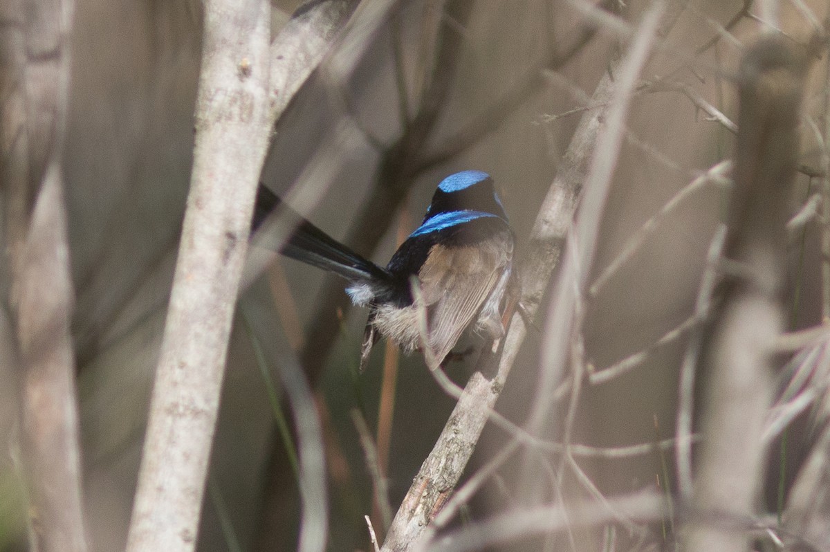 Superb Fairywren - ML264147081