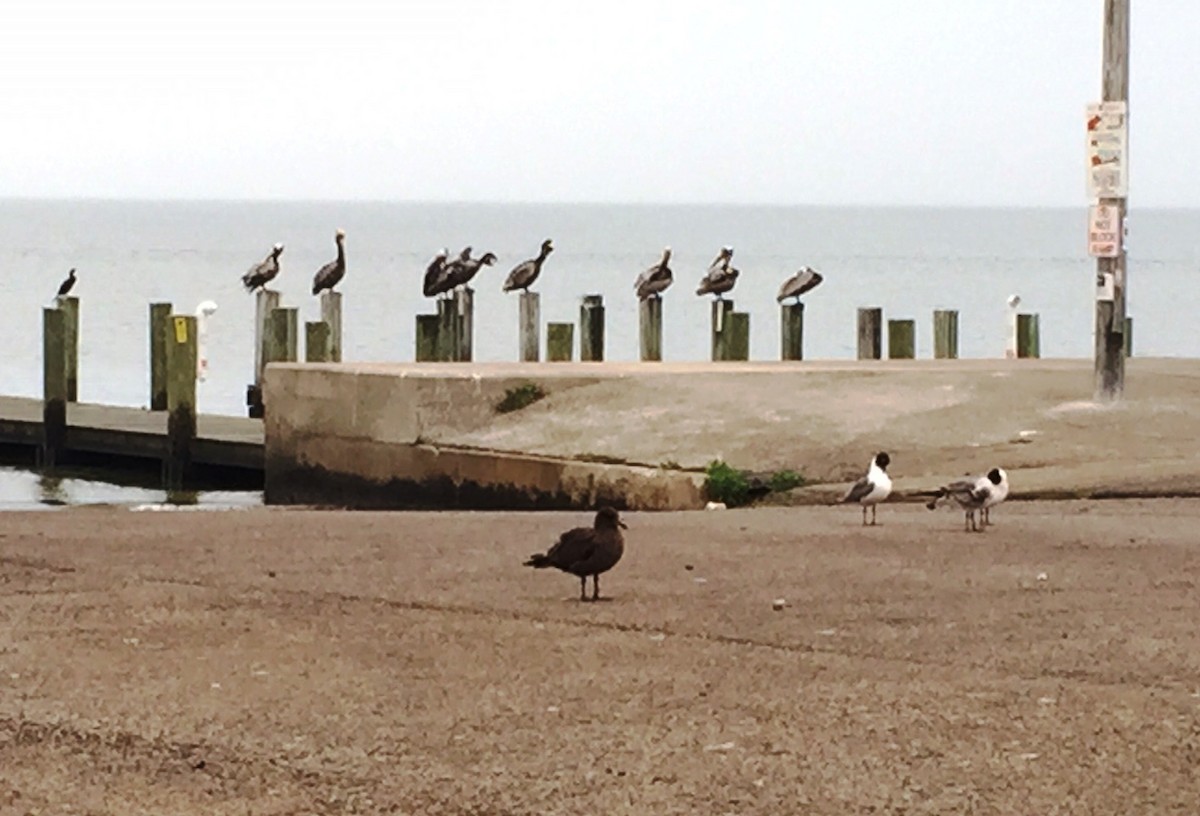 Heermann's Gull - ML26414711