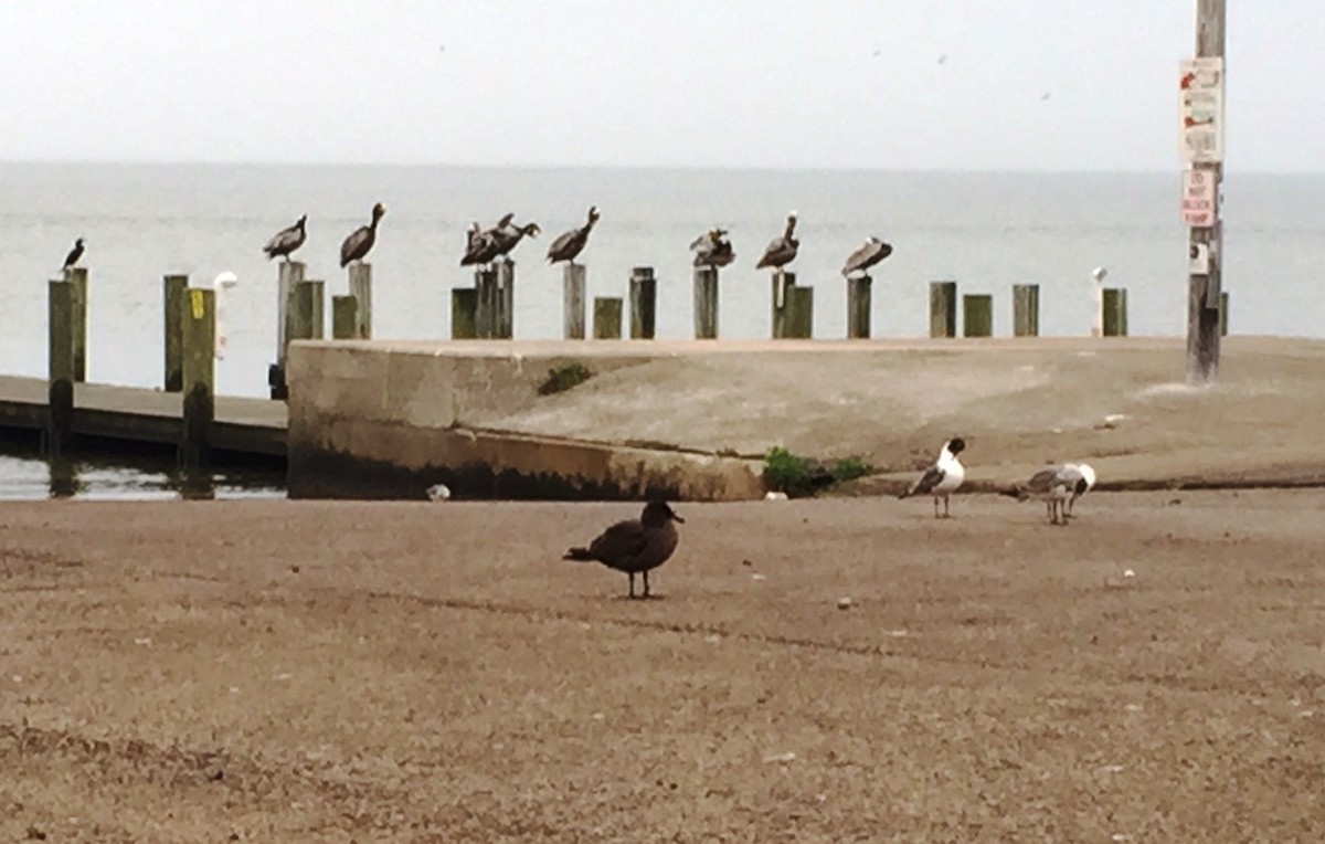 Heermann's Gull - ML26414721