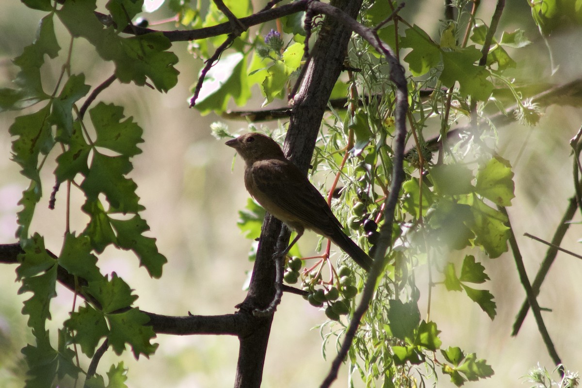 Varied Bunting - ML264147391