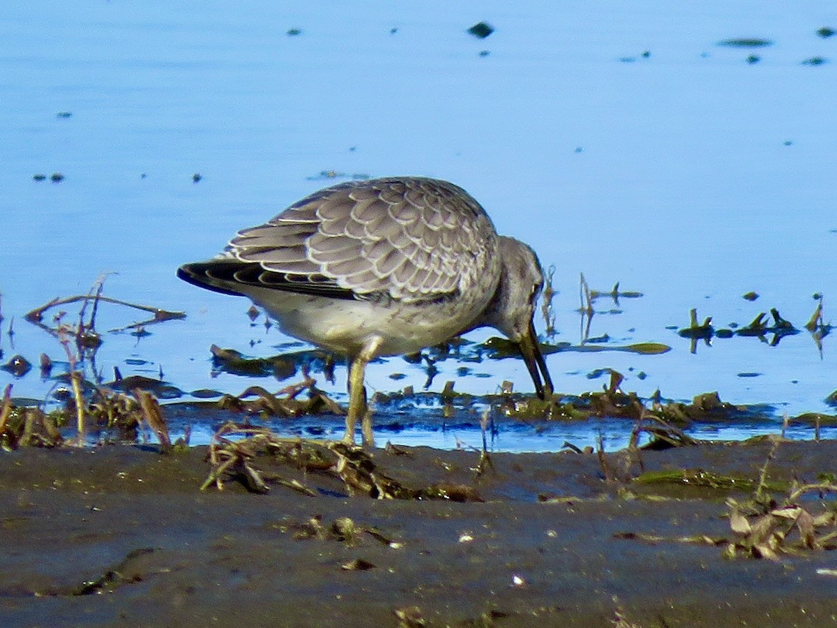 Red Knot - ML264148571