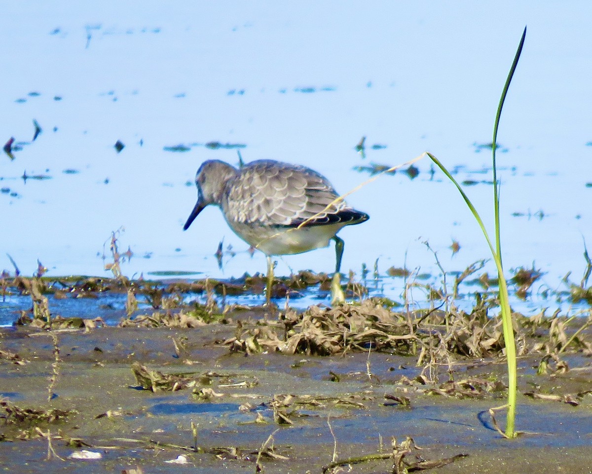 Red Knot - ML264148581