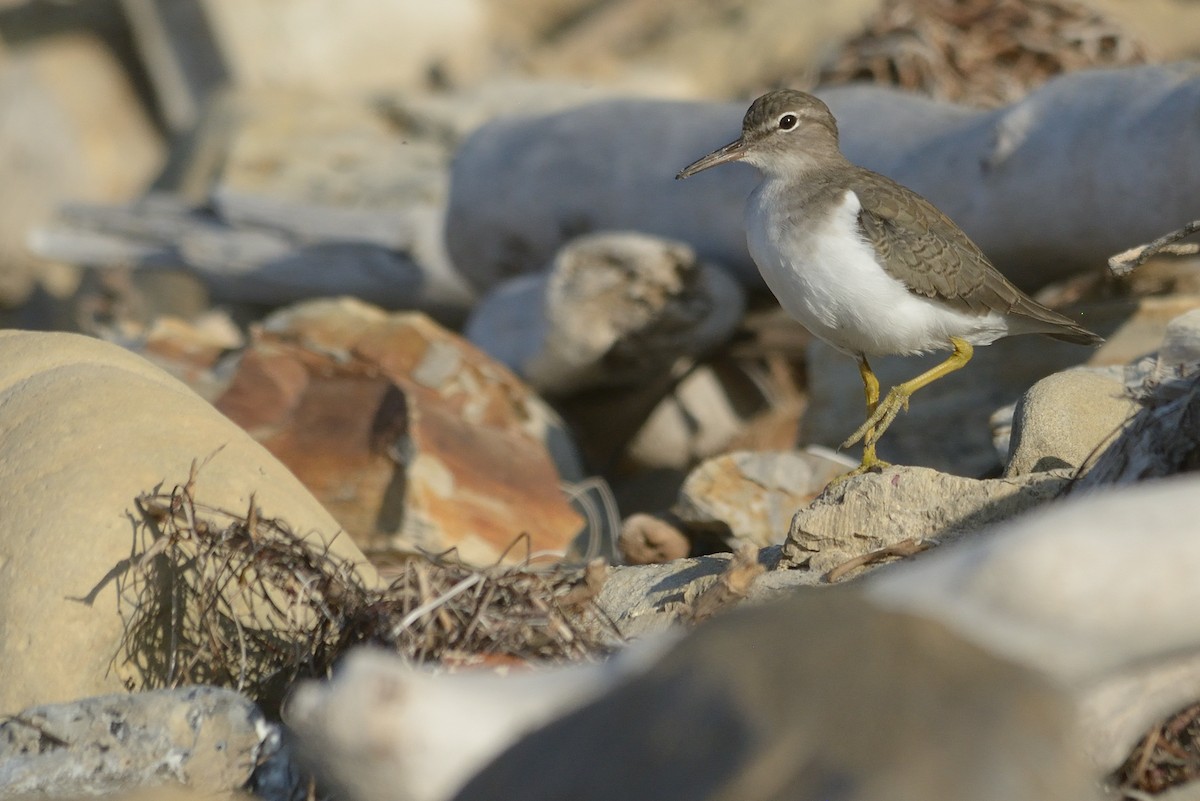 Spotted Sandpiper - ML264150771