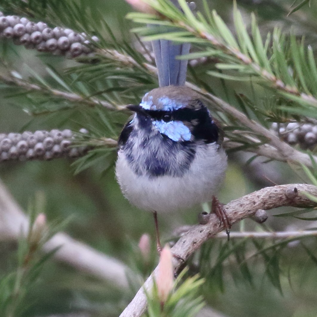 Superb Fairywren - Rob Loveband