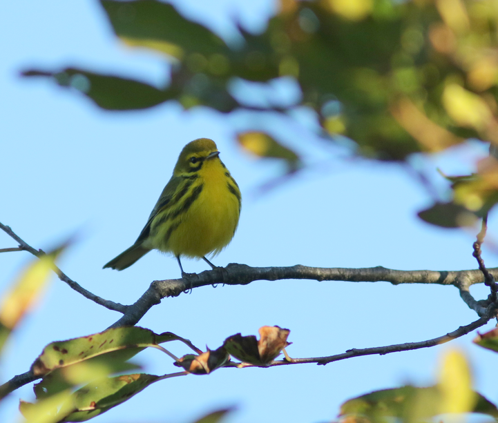 Prairie Warbler - Shane Blodgett