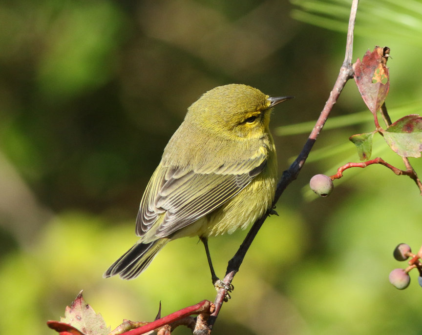 Prairie Warbler - Shane Blodgett