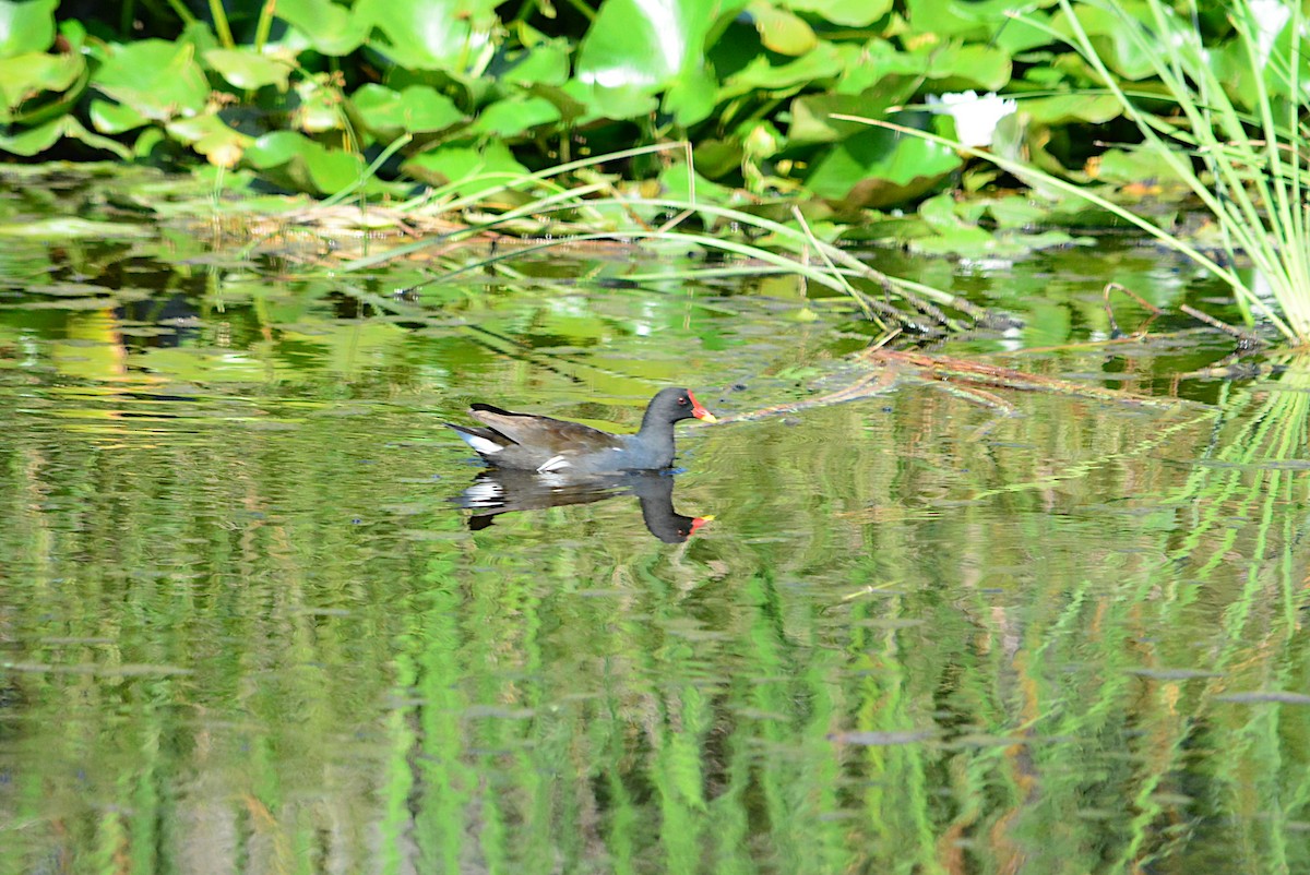 Eurasian Moorhen - ML264156961