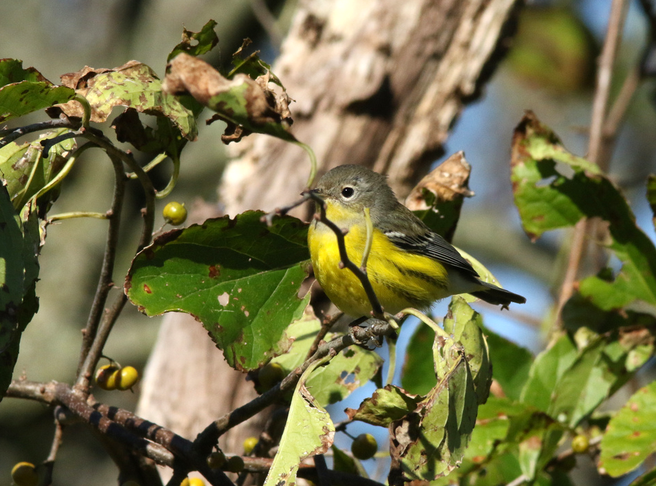 Magnolia Warbler - ML264157311