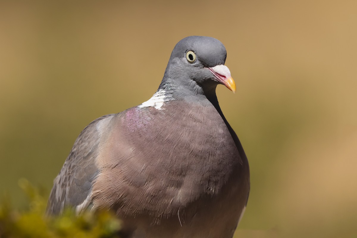 Common Wood-Pigeon - Stefan Hirsch