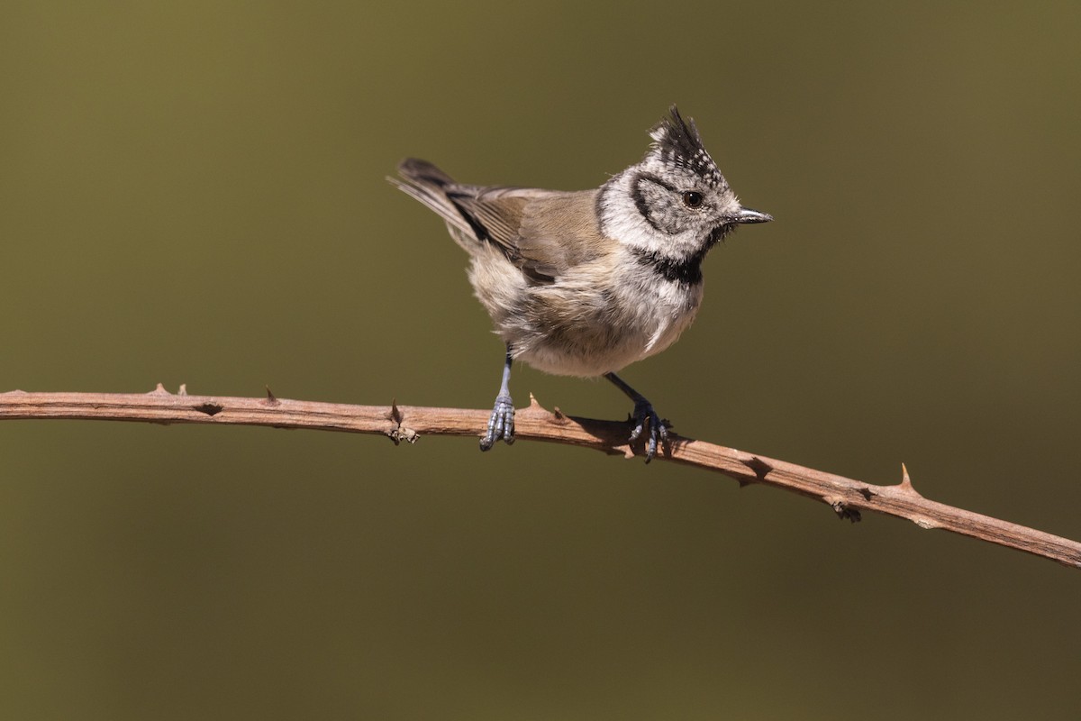 Crested Tit - ML264158531