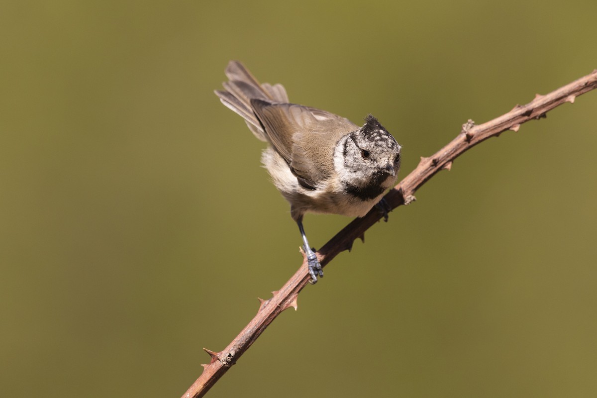 Crested Tit - ML264158541