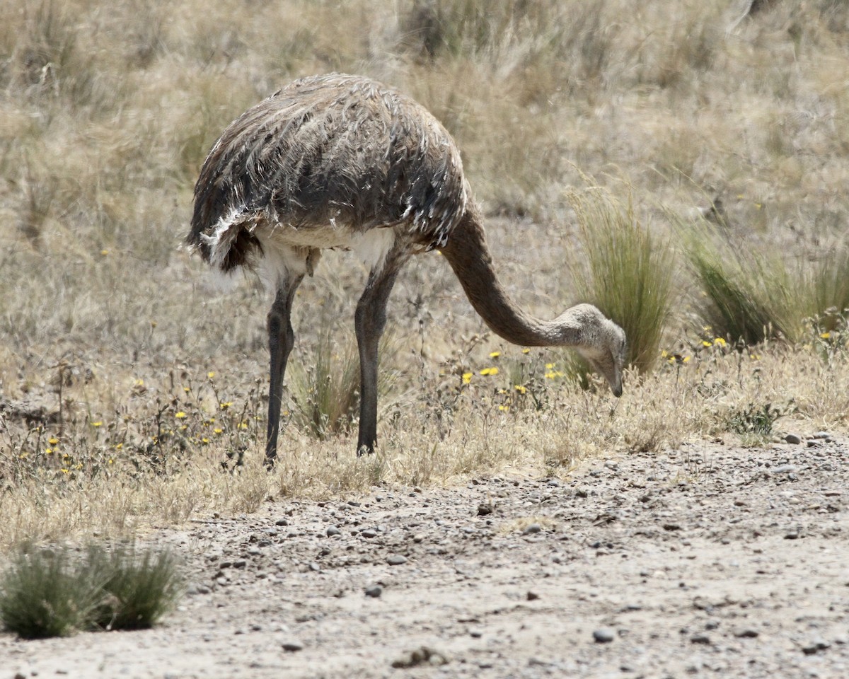 Lesser Rhea - ML264160061