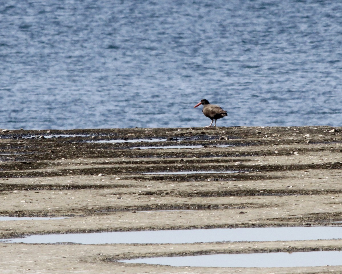 Blackish Oystercatcher - ML264160121