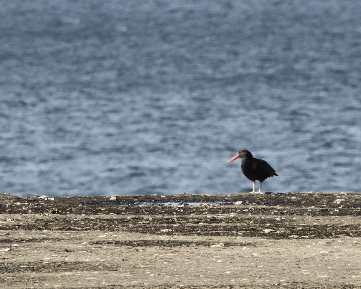 Blackish Oystercatcher - ML264160131