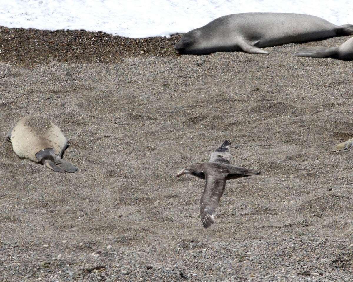 Southern Giant-Petrel - ML264160221