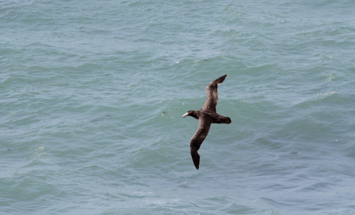 Southern Giant-Petrel - ML264160231