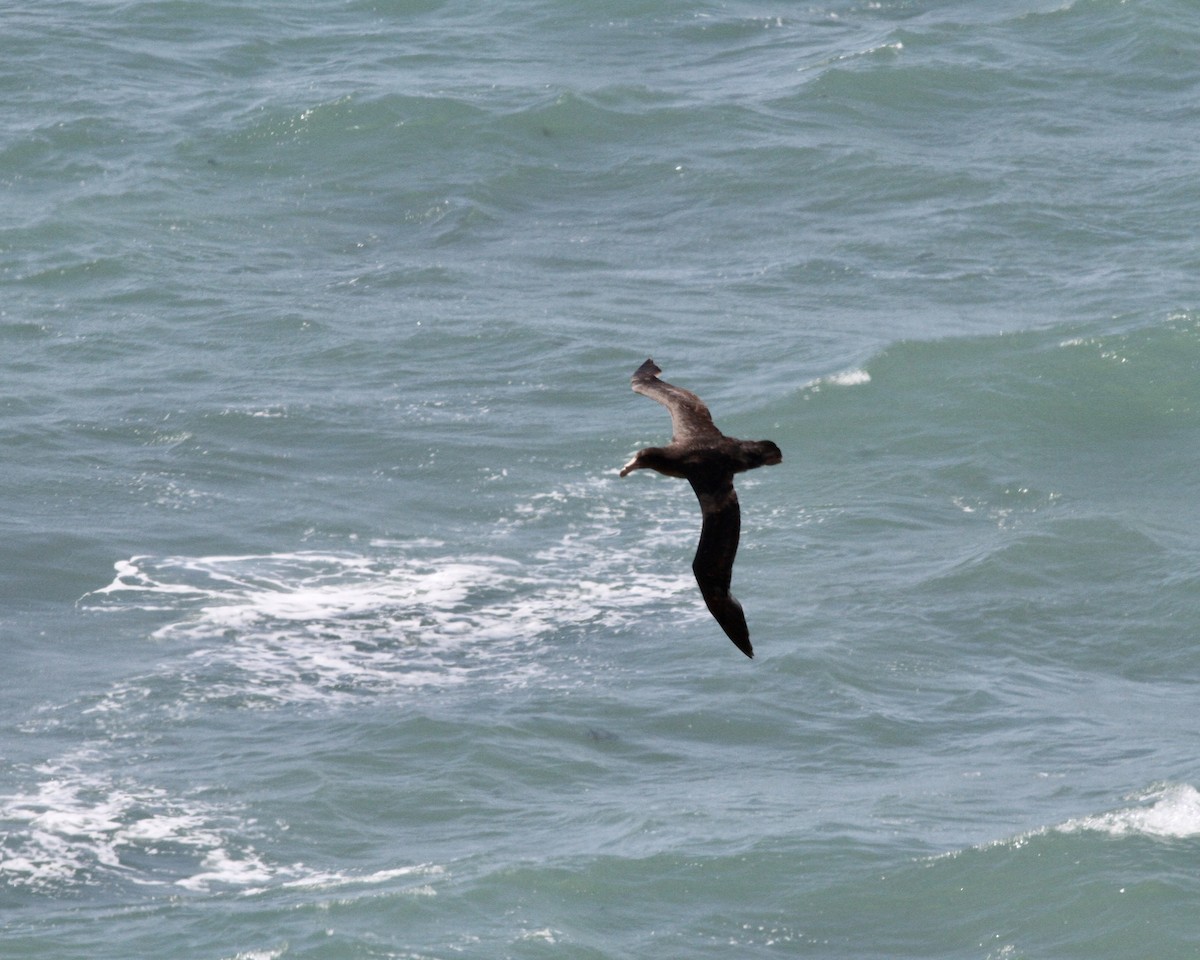 Southern Giant-Petrel - ML264160251