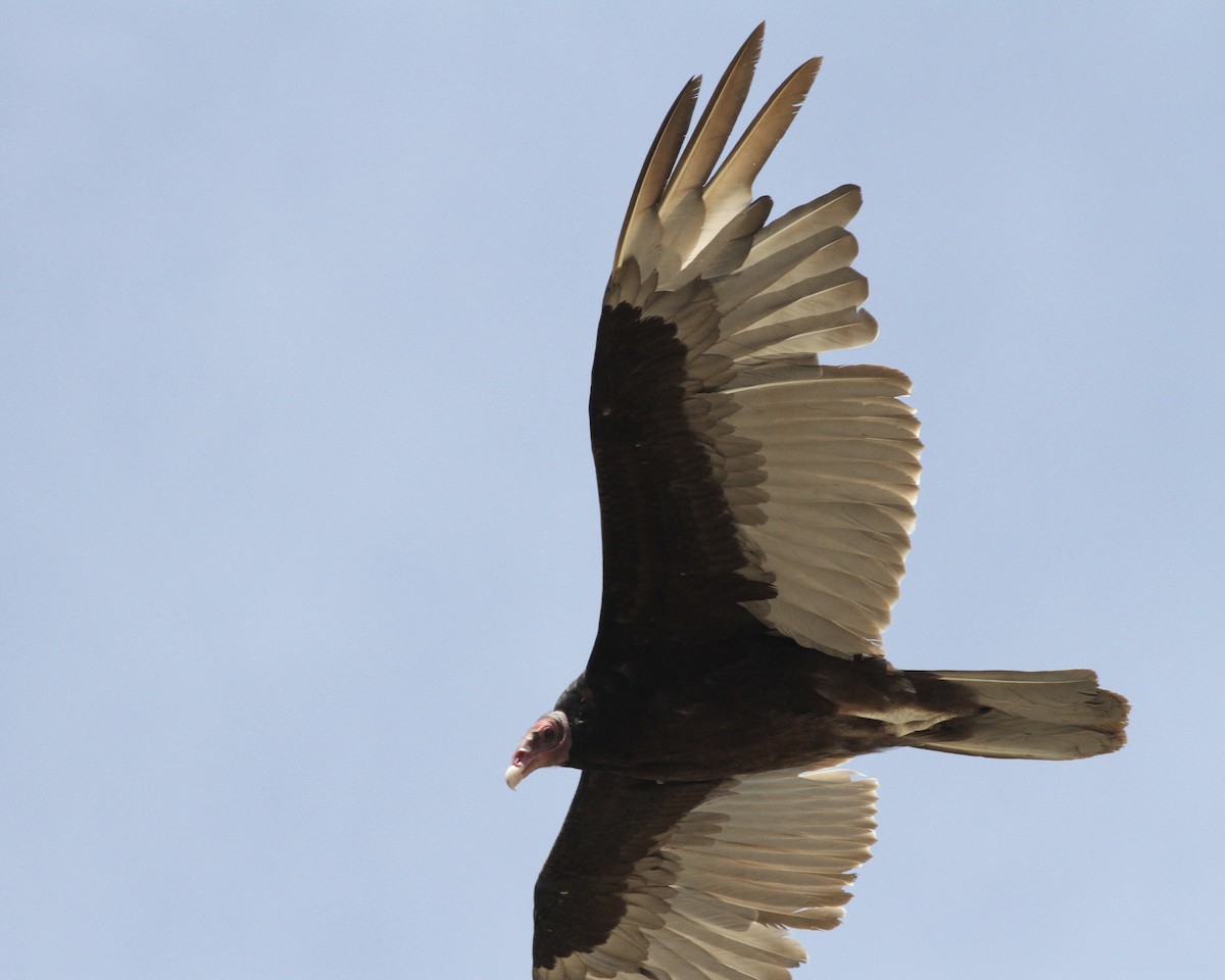 Turkey Vulture - ML264160331