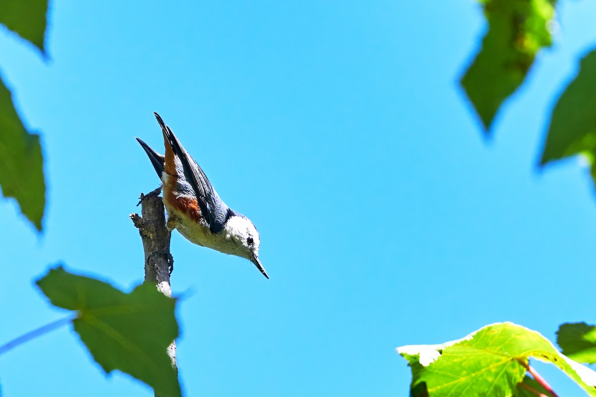 White-cheeked Nuthatch - ML264160681