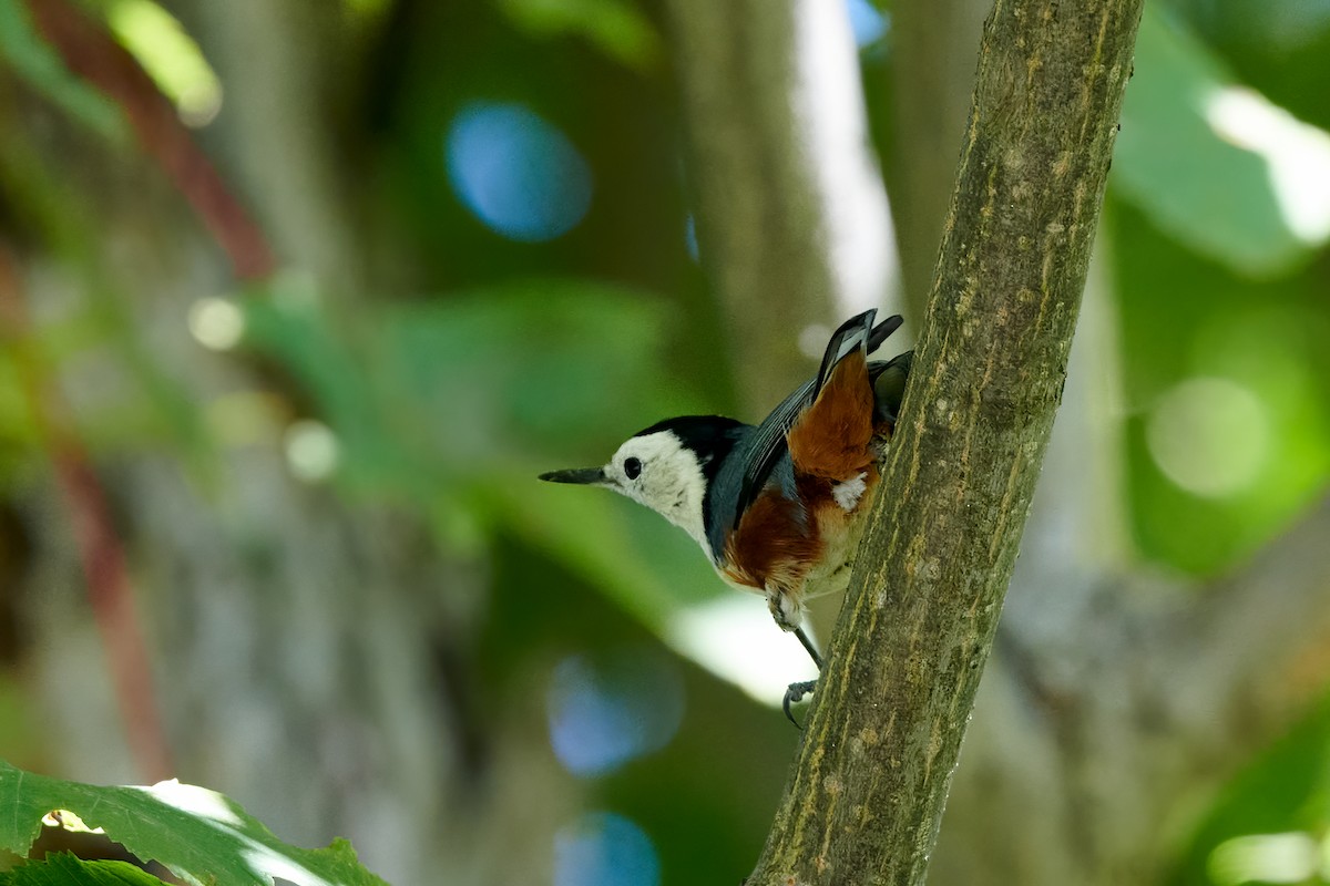 White-cheeked Nuthatch - ML264160691