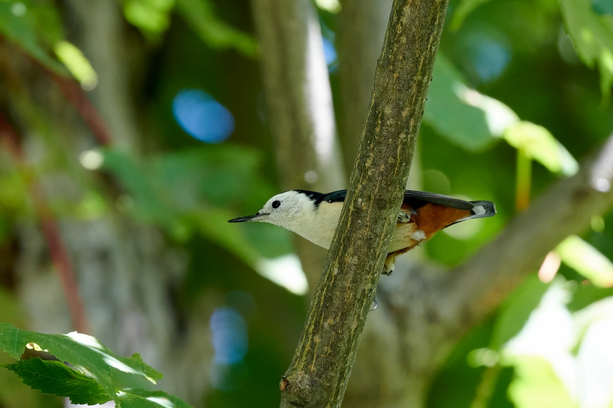 White-cheeked Nuthatch - ML264160701