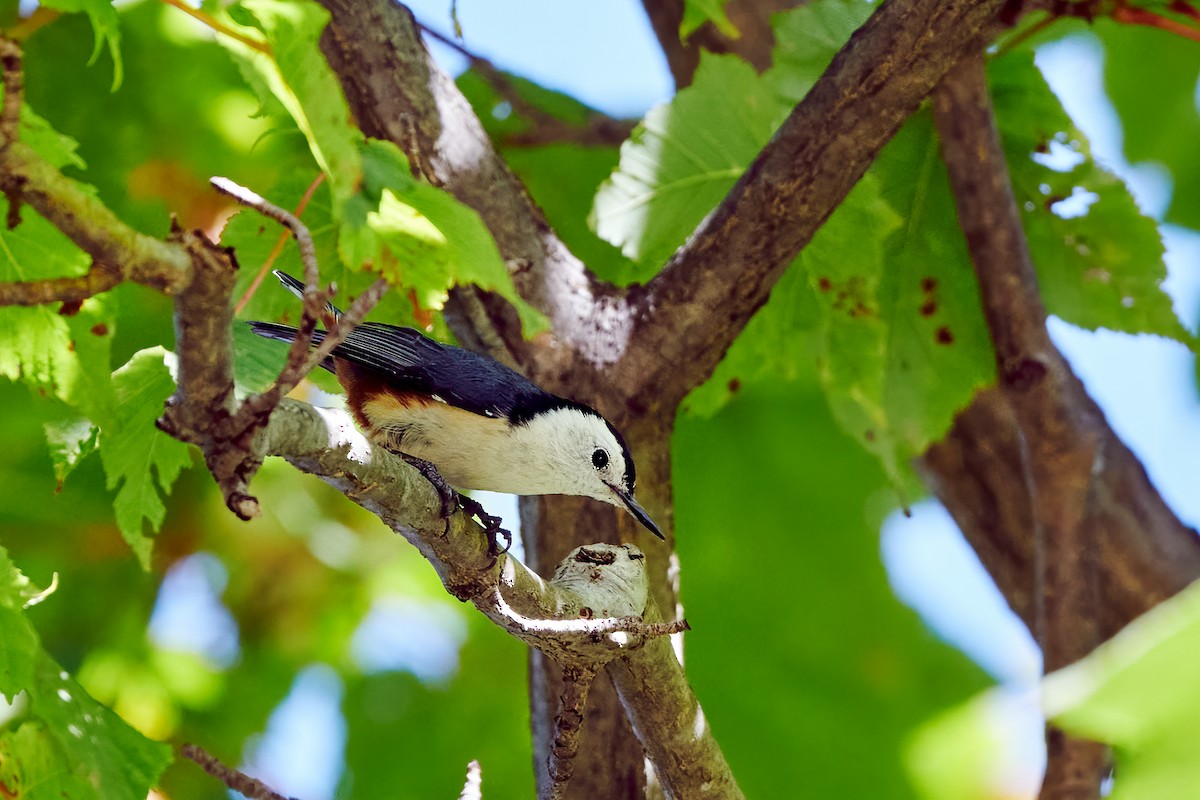 White-cheeked Nuthatch - S S Cheema