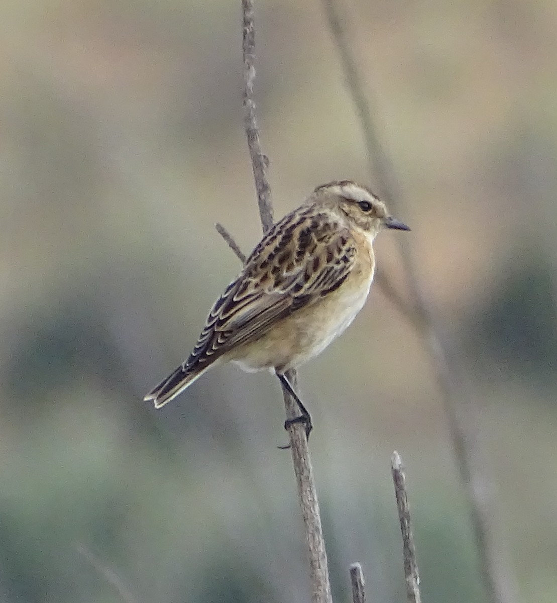 Whinchat - ML264160801