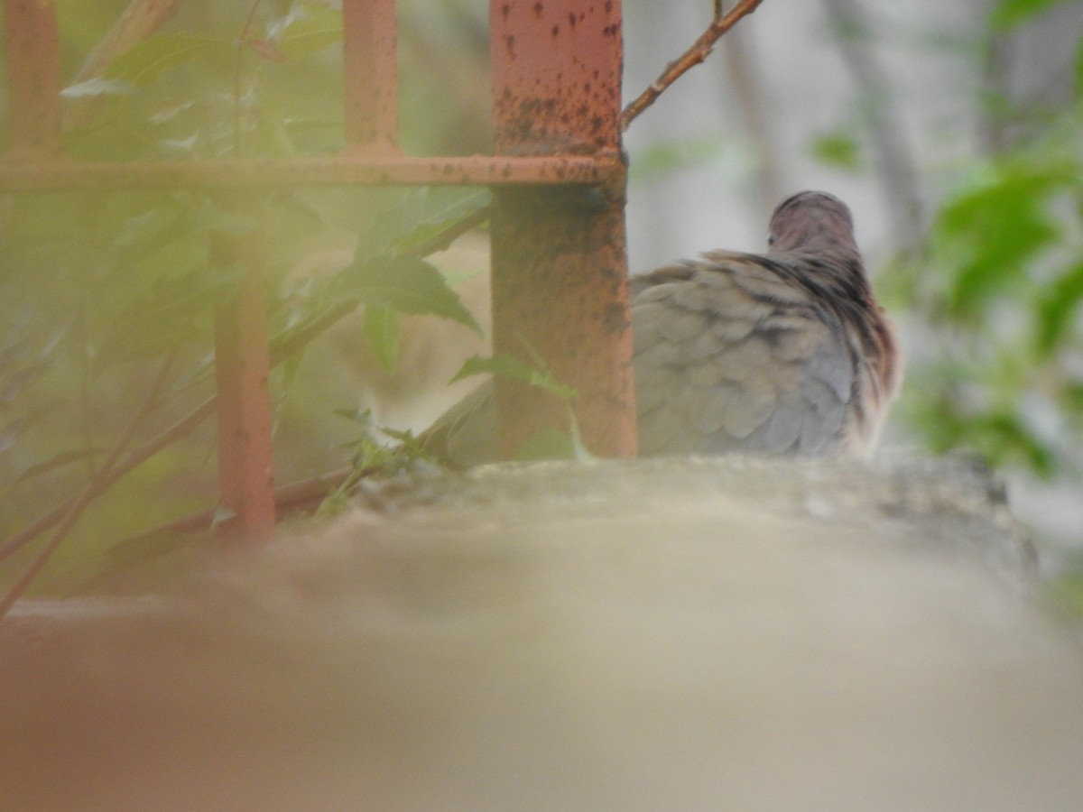 Laughing Dove - ML264161481